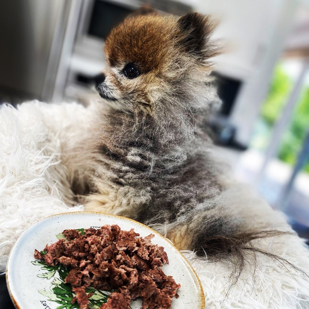 KodyVanHalen's tweet photo. Posing profile style with my puppy patty 😆
#upandatem #timeforbreakfast #letseat #puppypatty #sodelicious #kodyvanhalen https://t.co/QnsT9Msn3M