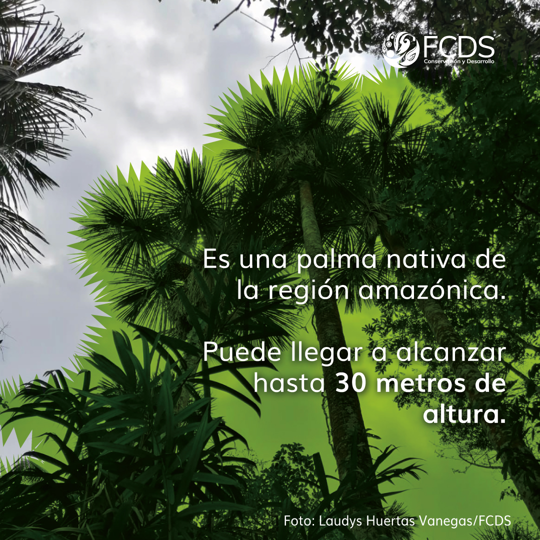 FcdsOrg's tweet photo. Conoce la #canangucha, mirití, #moriche, aguaje o burití, una palma amazónica que durante años ha sido utilizada por comunidades indígenas y locales para alimentar a sus familias, entre otros usos.
Fuente: @InstitutoSINCHI
@RodrigoboteroG
@gaiaamazonas
@MinAmbienteCo
@mcarvajal28
@susanamuhamad
@svilardyq