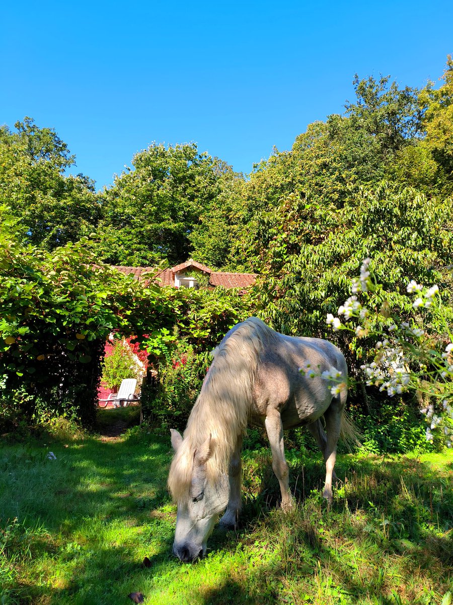 Heidi@Le Moulin87🇪🇺🌱🇫🇷🌻🦋🐝🐷🐴🐶 tweet media