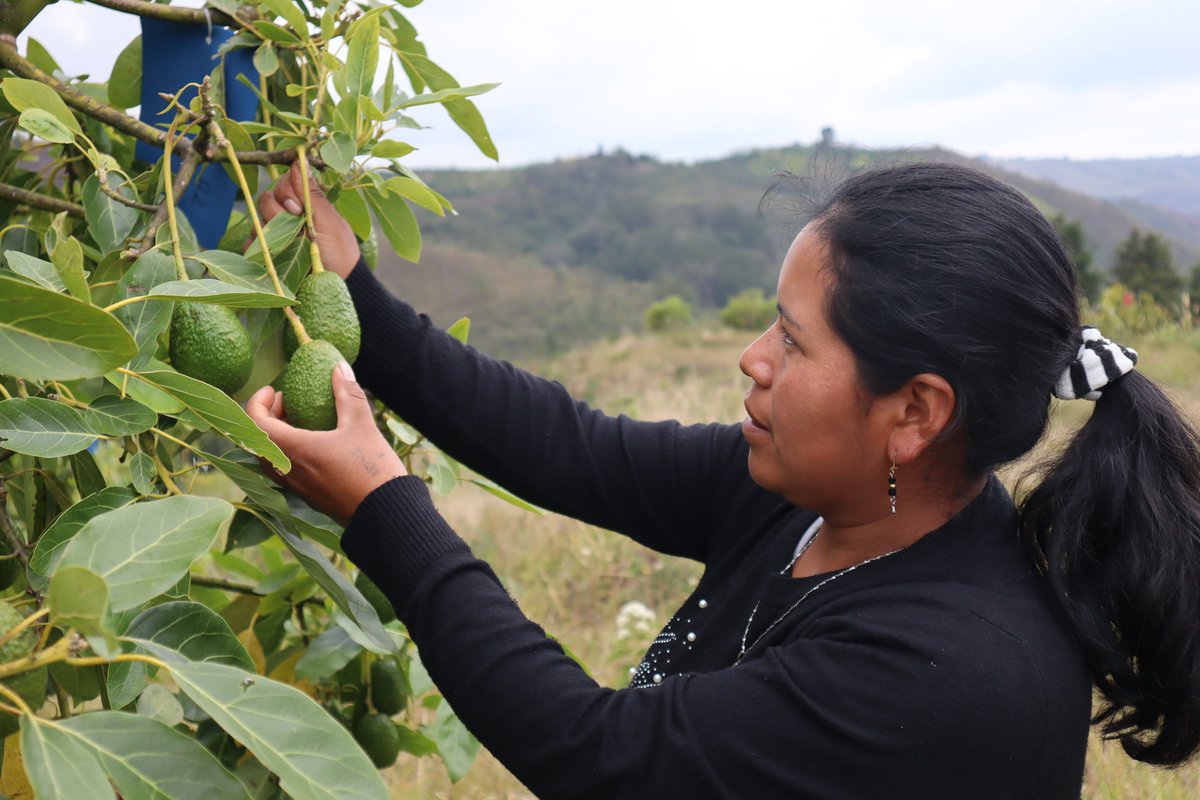 ONUMujeresCol's tweet photo. 👩🏾‍🌾 En medio de las montañas del Cauca, las organizaciones socias del proyecto #Raíces siguen cultivando su conocimiento para impulsar sus agronegocios, el empoderamiento económico de las mujeres rurales y  su aporte para contrarrestar el cambio climático. Conoce más de su labor👇🏾 https://t.co/Oan13I2Ibf
