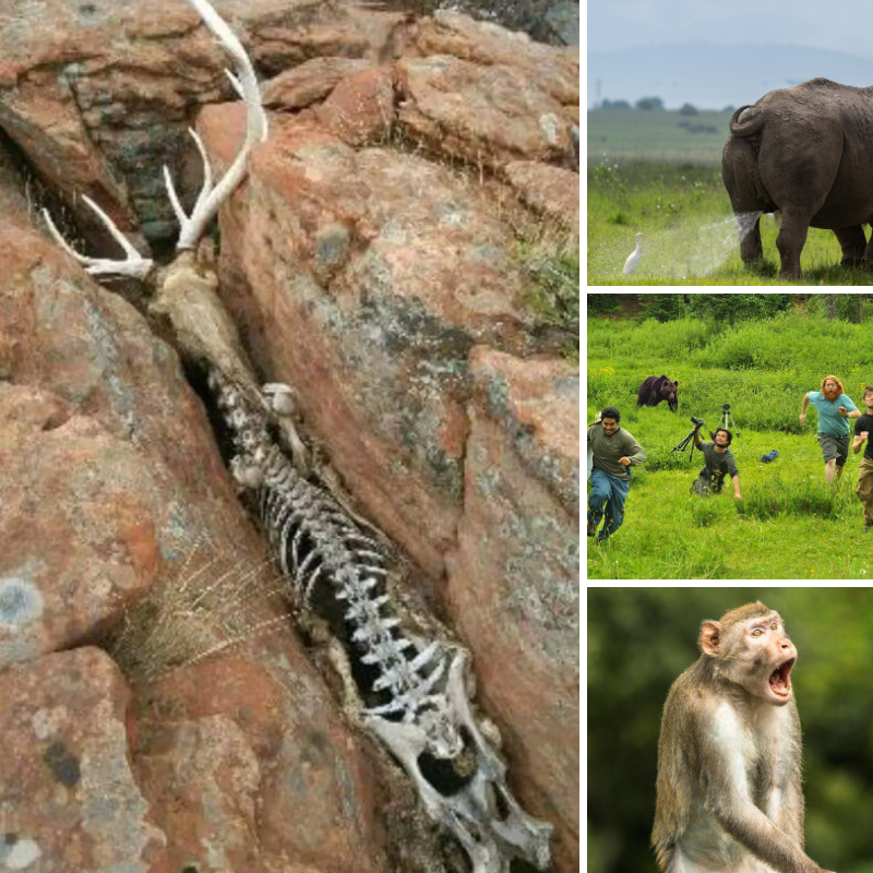 HomeTalk_DIY's tweet photo. Pictures like these show how little we know about wildlife.