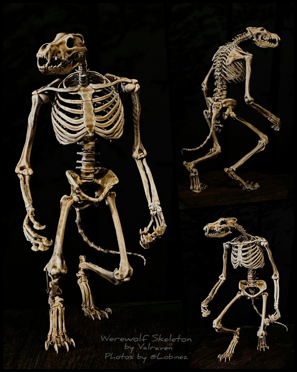 Samhain / Day of the dead is getting closer, and I can feel it on my old werewolf bones.

Tiny werewolf skeleton sculpture  made by Valraven (IG:valravenfr).