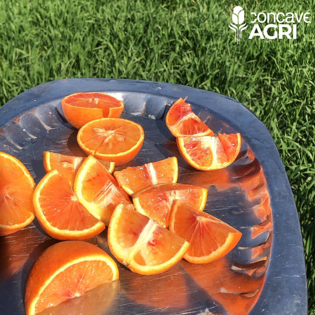 Concave_Agri's tweet image. Boost your Vitamin C intake and refresh your day with the juiciest oranges
#ConcaveAgri  #Photooftheweek #week37 #KushalPakistan  #RefreshingCitrus