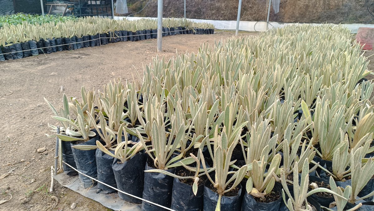 200 plantas de frailejones fueron sembradas en zona rural de El Espino #Boyacá, en una jornada coordinada con la Institución Educativa El Cascajal y la Unidad de Servidores Públicos, junto con nuestros soldados del Batallón de Alta Montaña N.º 2 #PrimeraBrigada.
 
#PlanAmazonía