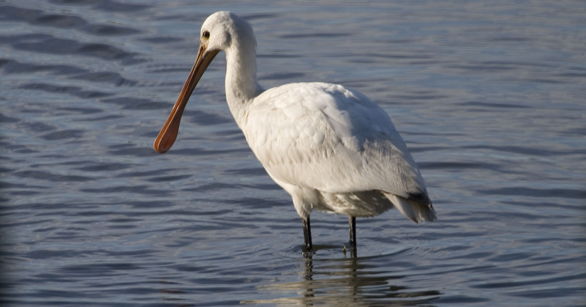 A lucky visitor spotted a Spoonbill using it's spatula-like bill to feed in the shallow water. They are notorious for spending large amounts of time asleep, with their heads tucked frustratingly under a wing - so patience is required! 📷 Sophie-May Lewis @SussexWildlife