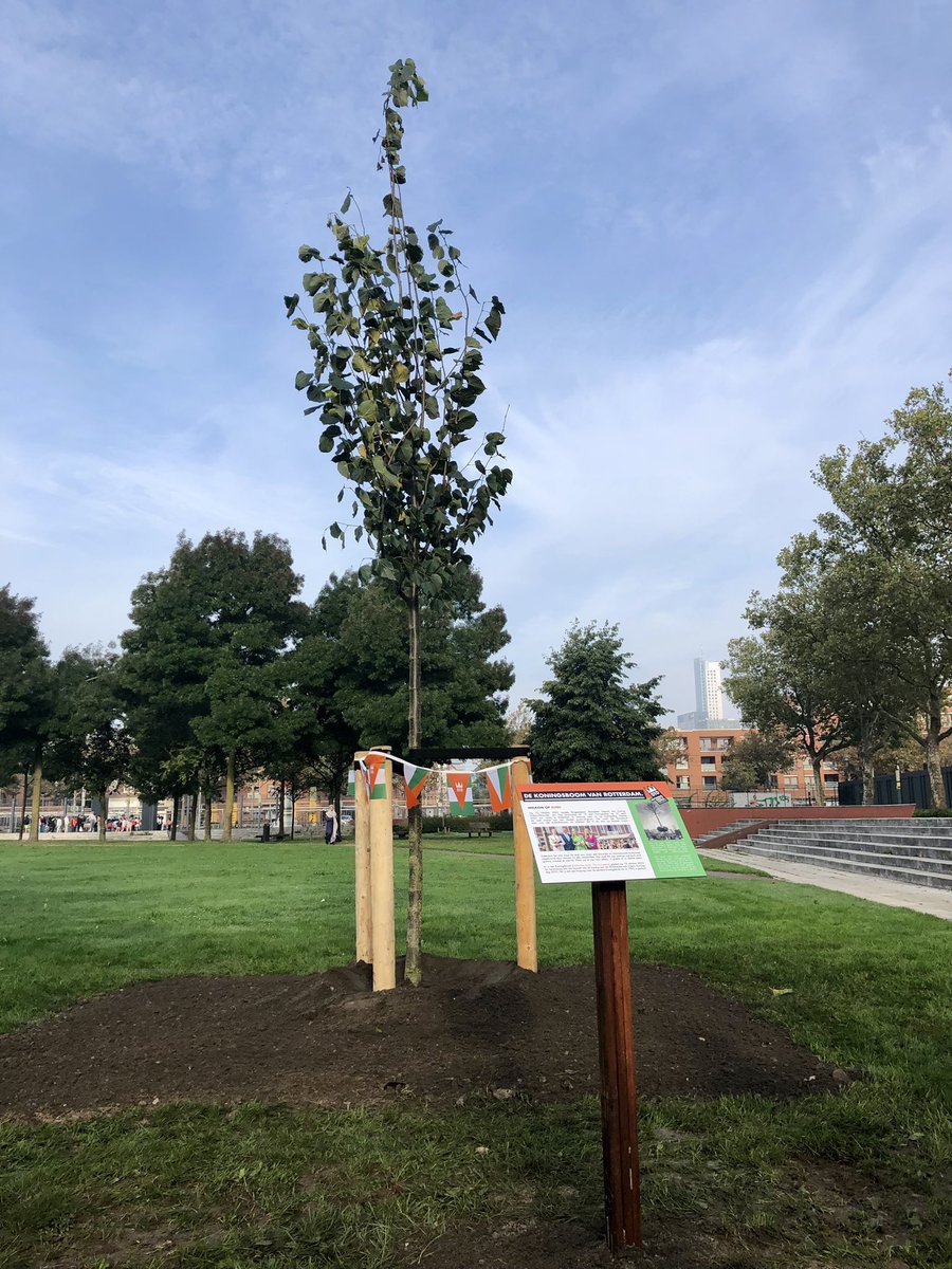Vanmorgen de #koningsboom in het park aan het Afrikaanderplein geplant.
In 1992 ook bij het planten van de koningslinde op hetzelfde plein aanwezig mogen zijn.
De tijd vliegt…