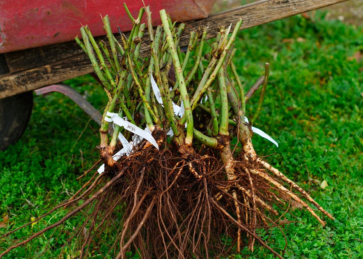 🌱 Considering bare root plants for your garden?

They may look like sticks, but they're a budget-friendly option that can thrive with proper care.

#Gardening101 #BareRootPlants