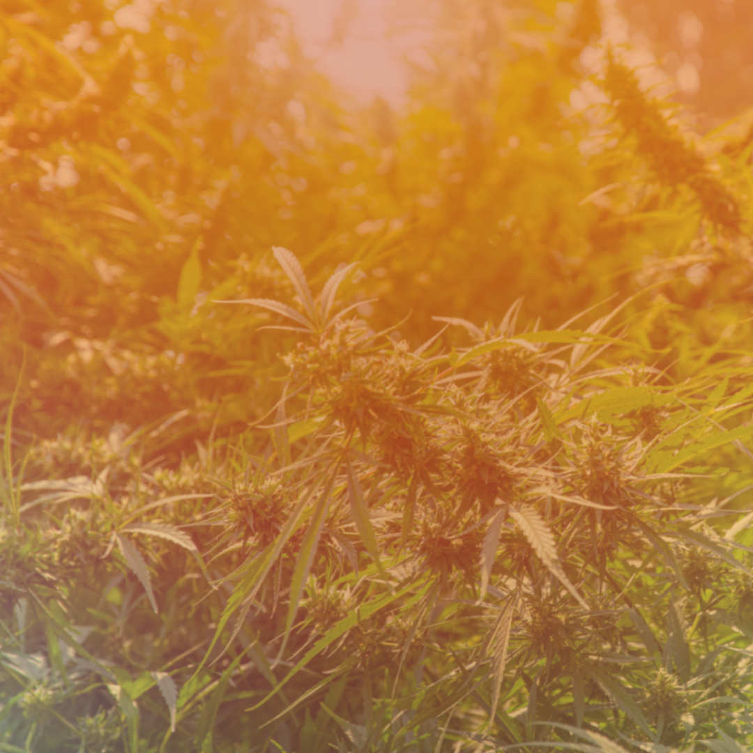 As the leaves change color this October, let's also change our perspective on medical cannabis. It's not just about getting high; it's about getting well. Join the conversation and share your thoughts on the role of cannabis in modern medicine. 🍂💊

#CannabisHeals