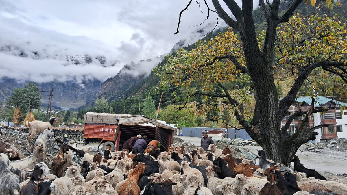 DSHOGanderbal's tweet photo. #Transhumance
JK RTC vehicles being loaded with livestock of #migratorytribals for transportation amidst the scenic view of Rezan, Ganderbal today on 10-10-23
@dcganderbal 
@DirSHDK 
@CentreGanderbal 
@listenshahid 
@TranshumanceGbl 
@diprjk https://t.co/mwHVeCLtUr