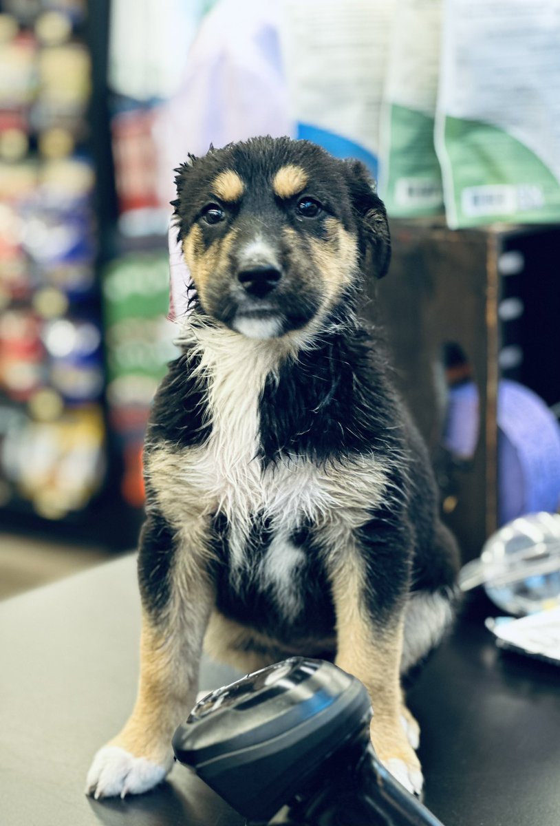 Things we learned today: one can never have enough Basil 😃 🐶
#cutecustomeralert #basil #cutepuppy #dogsofinstagram #yegdogs #yeg #edmonton #northside #localpetstore #petvalu #loveliveshere ❤️ 🐾 #dogsofx