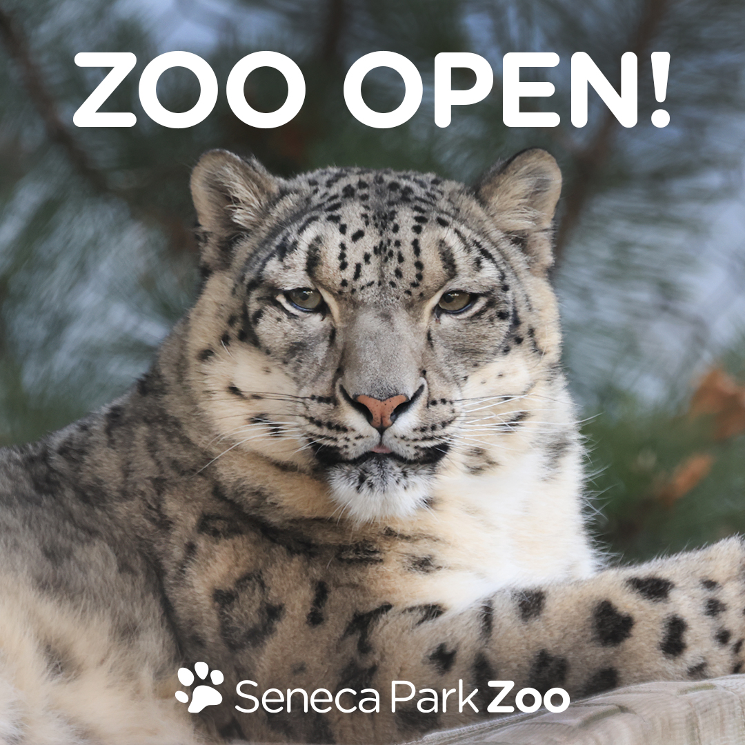The Zoo is back open until 5 p.m. (last entry 4)! Thanks for your patience - come out and spend the afternoon! 📷: Walter Brooks