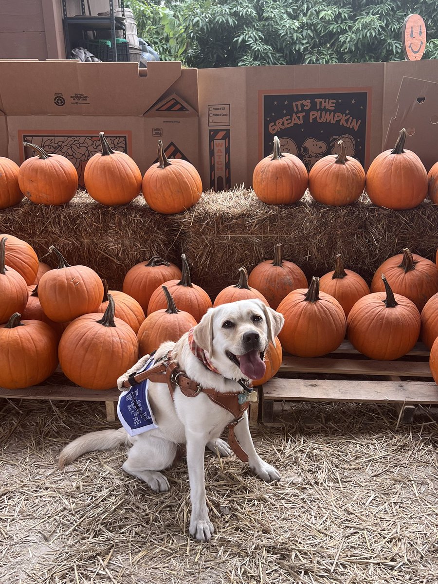 DailyNoriPics's tweet photo. Pumpkin patch dog 🎃🐶 https://t.co/OlQPSGqh9Y