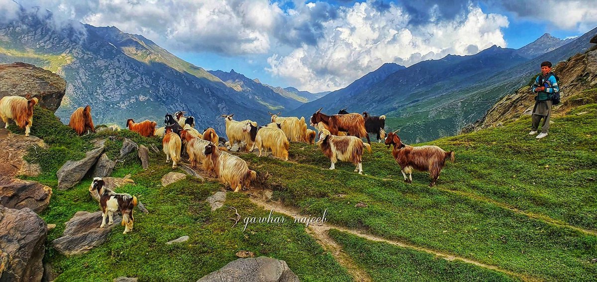 VisitAFG's tweet photo. Nuristan National Park 🤩
📸 @gawharnajeeb2 https://t.co/jq5PdKC9YE