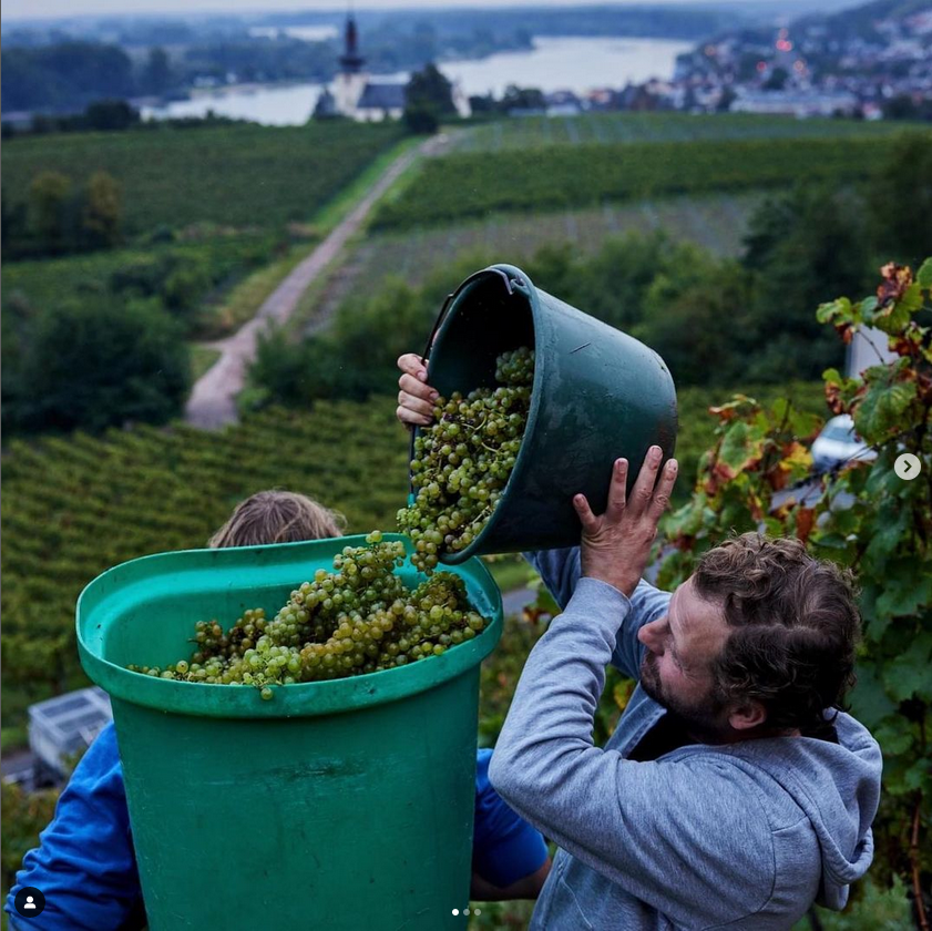 #Rheinhessen freut sich über nahenden Abschluss der #Weinlese 2023 instagram.com/wines_of_germa… An #Mosel, #Saar, Ruwer #rlp wird bei sonnigem #Herbst- #Wetter noch fleißig #Riesling geerntet. Tolle #Qualität, von #Kabinett über GG bis TBA auch in #Franken #BaWü #Sachsen #Thüringen