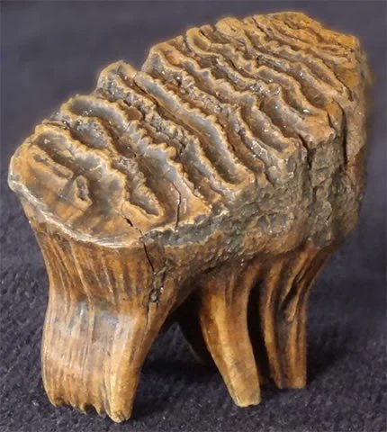 amayor's tweet photo. #ClassicsTober Day 10: Asclepius
Giant fossil bones & teeth of Pleistocene mammoths displayed in temples of Asclepius at Megalopolis & Asopos, per Pausanias.
Mammoth tooth found in Asclepion at Kos in 1926 by paleontologist Barnum Brown
#FossilFriday #FirstFossilHunters https://t.co/m3nsHPoNWC