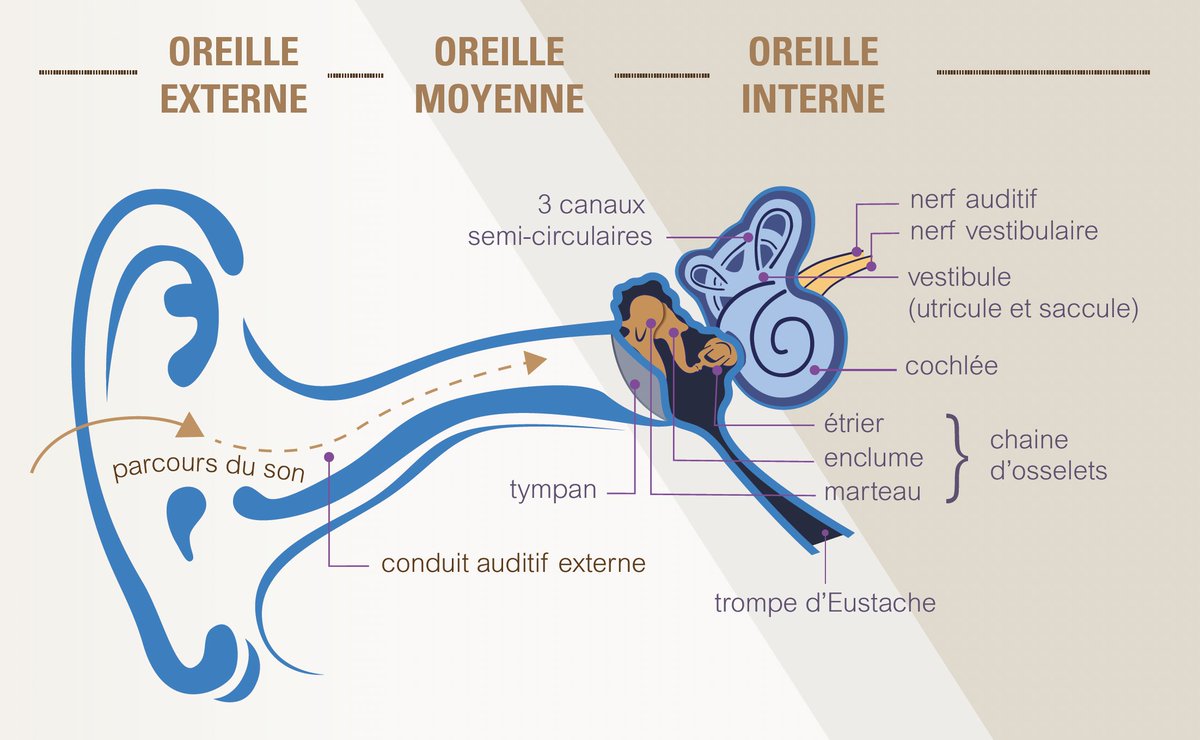 👏 Aujourd'hui est inauguré le Centre de Recherche et d’Innovation en Audiologie Humaine (CeRIAH). 

📌 Situé dans le 15e arrondissement de Paris, dans une aile du Centre médical et de recherche clinique de l’Institut Pasteur.

En savoir plus : institut-audition.fr/fr/articles/le…

#audition