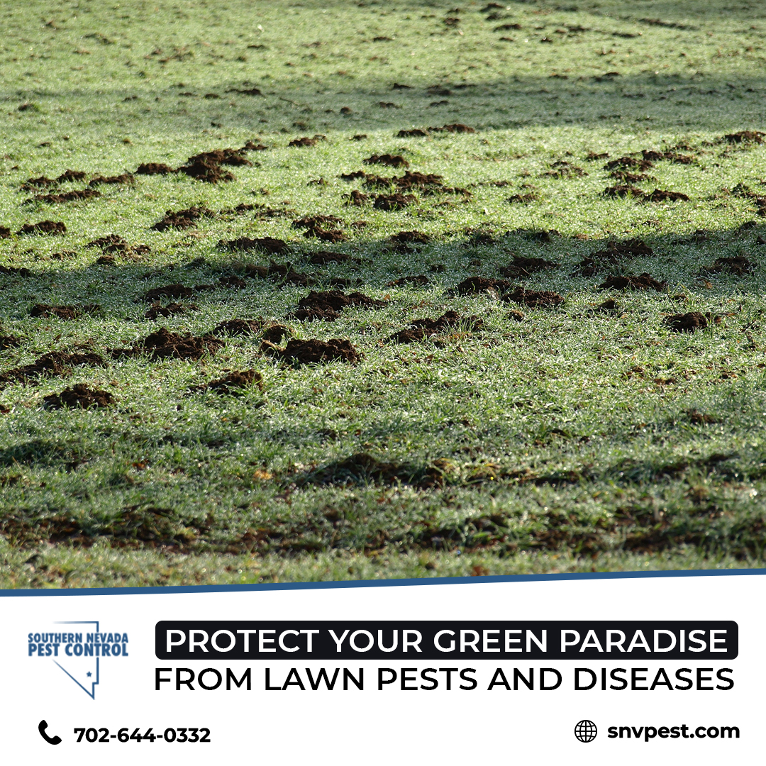 SNVPest's tweet image. A beautiful lawn is an investment but watch for warning signs like brown patches or odd growths. They might mean lawn trouble!

Trust Southern Nevada Pest Control. 🌿Call 📞 702-644-0332  to safeguard your green paradise.

#LawnProtection #PestControl