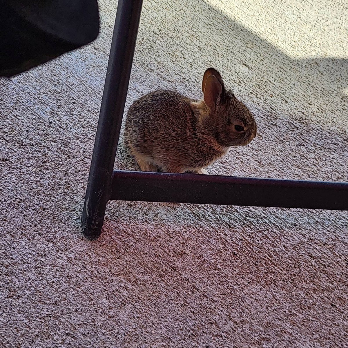 CrazyFuzzyBall's tweet photo. Oh right, I still have an account on here. Here's a picture of a baby bun from a while back https://t.co/qICtmgsHK4
