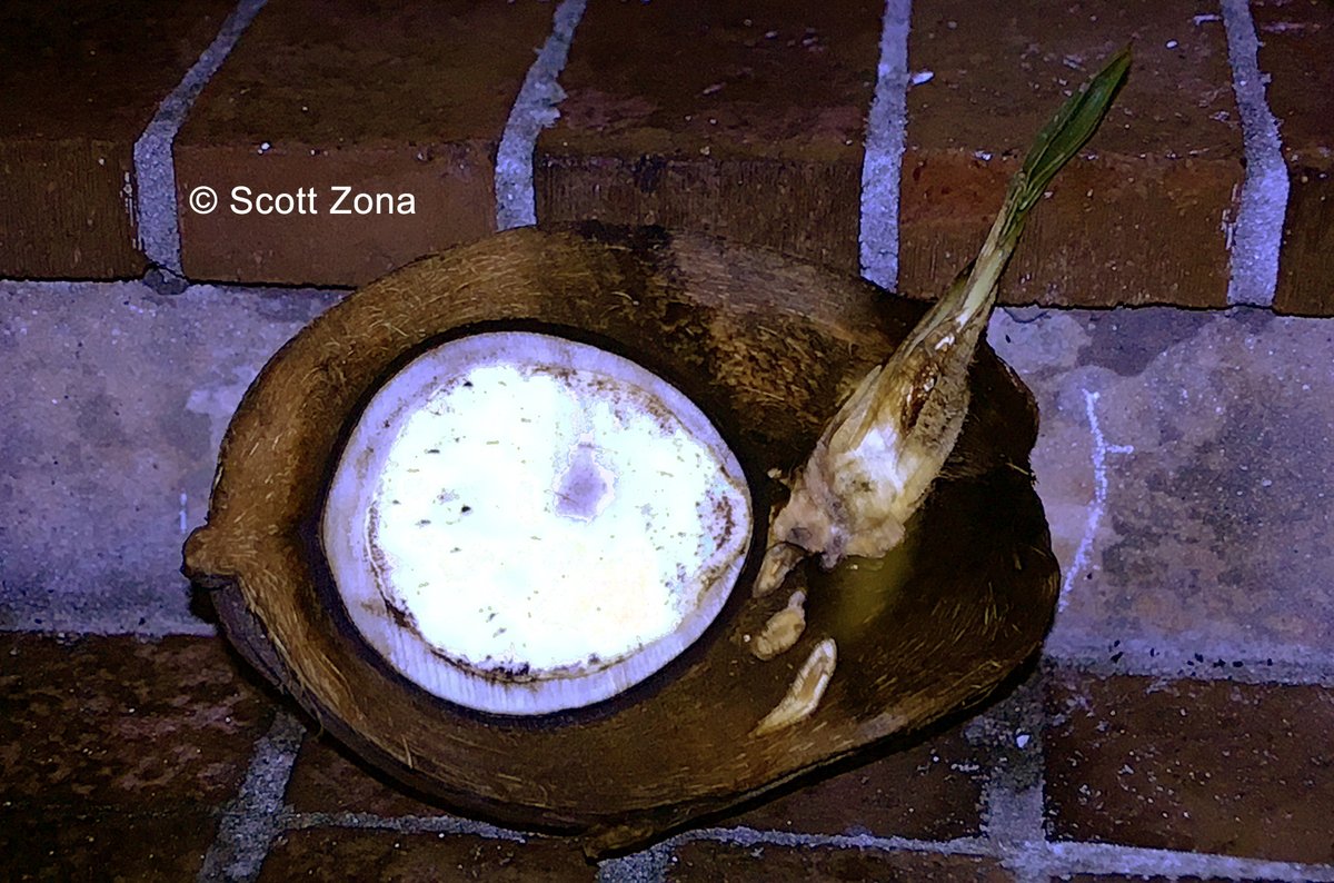 The coconut “nut” is the endocarp, which encloses a single seed. The seed is hollow & partially filled with liquid (#coconut “water”). 🥥 At germination, the hollow is filled by a haustorium, the tissue that contacts the endosperm & transfers energy to the seedling. #Arecaceae