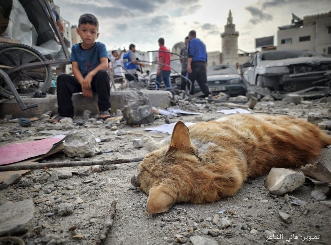 A shocked Palestinian child looks at cat that was killed during the
heavy Israeli bombing on Gaza yesterday. 10.10.23 🥺🥺🥺🥺🥺
#FreePalestine