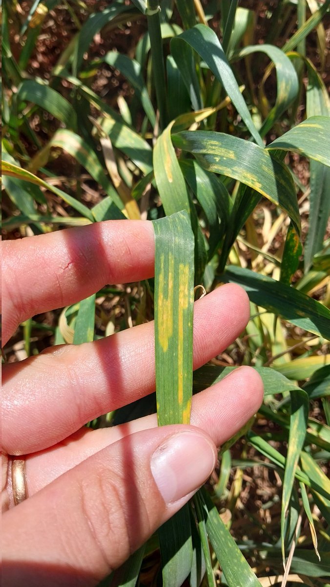 ScandoloNicolas's tweet image. Excelente control de roya amarilla o estriada en trigo con Miravis Triple Pack. Aplicación en Z3.9

Más info en 👇
syngenta.com.ar/product/crop-p…

@Syngenta_ar

#EnElCampoConSyngenta #Syngenta #Miravis #fungicidas #fitosanitarios #roya #puccinia #fitopatologia #marketing #trigo