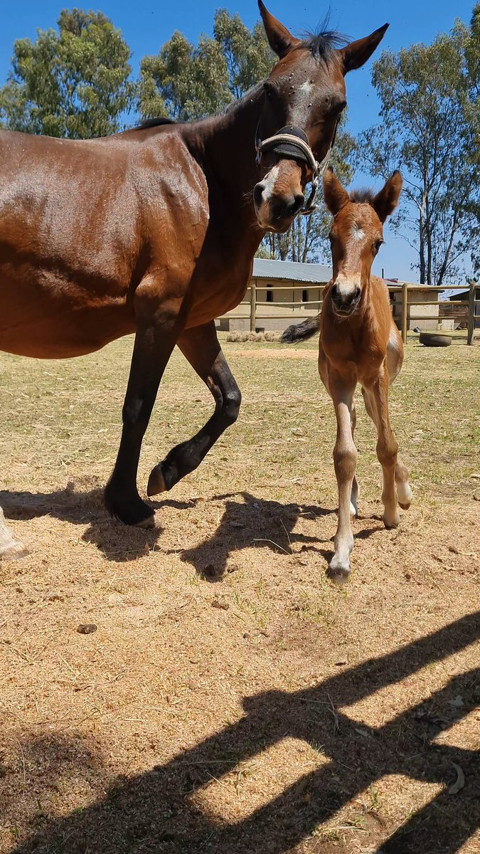WetNoseARC's tweet photo. A new baby is on the farm 🐎 https://t.co/WYksducIM1