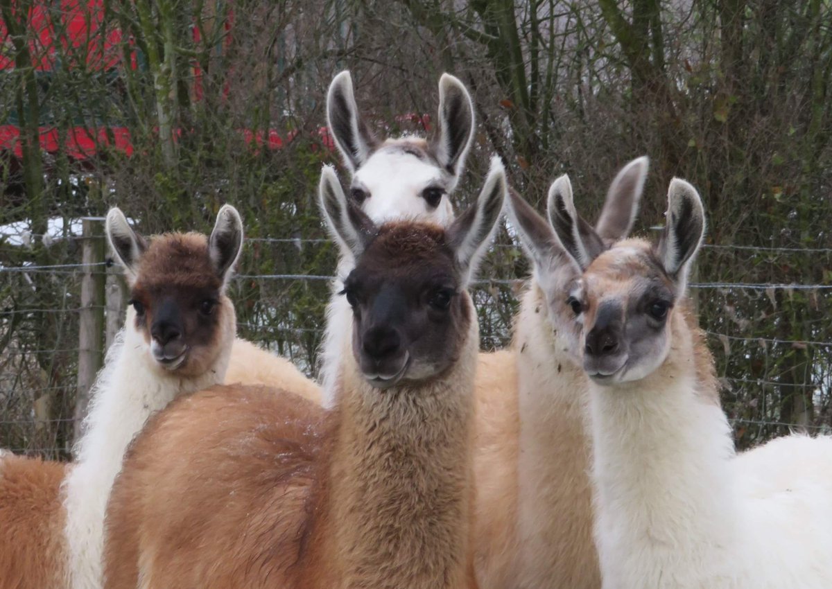 Back by popular demand…. Winter Warmer Trek Dates 2023 added! 🎅🏻 🎄🦙
llamatrekking.co.uk/trekking-with-…

#catangerllamas #winterwarmer #mulledwine #mincepies #christmas #festive #christmasgiftideas #festivevibes #christmasdaysout #daysout #northamptonshire