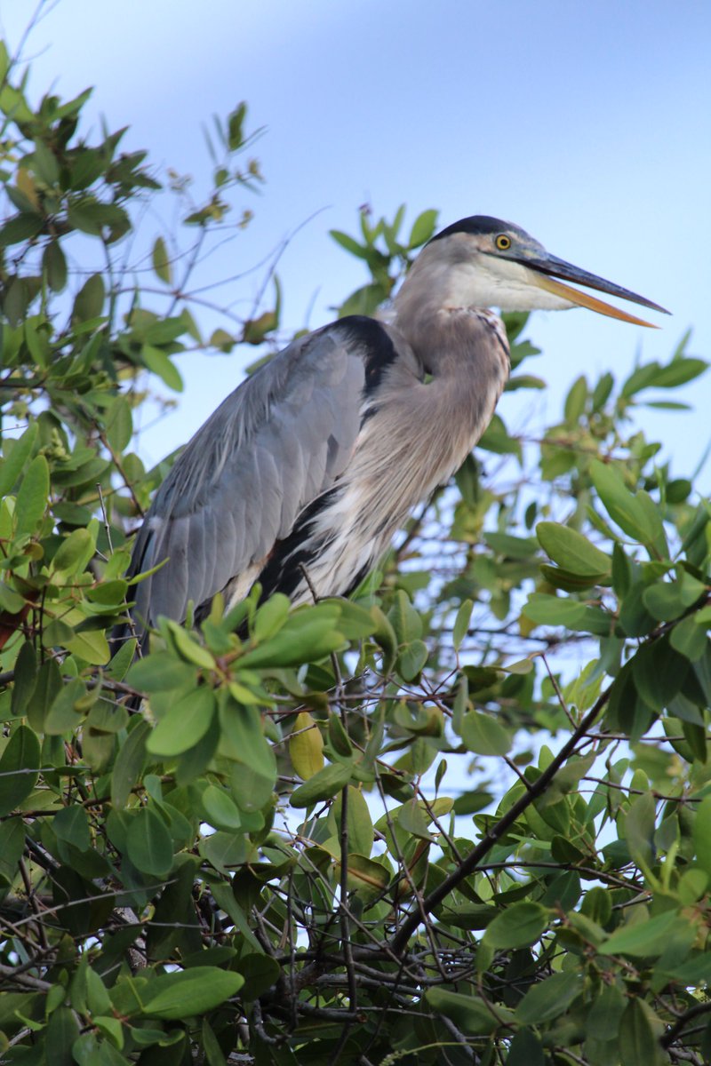 Great Blue Heron. Mayakoba
#birdsofmayakoba 
#rivieramaya 
#birdsOfmexico