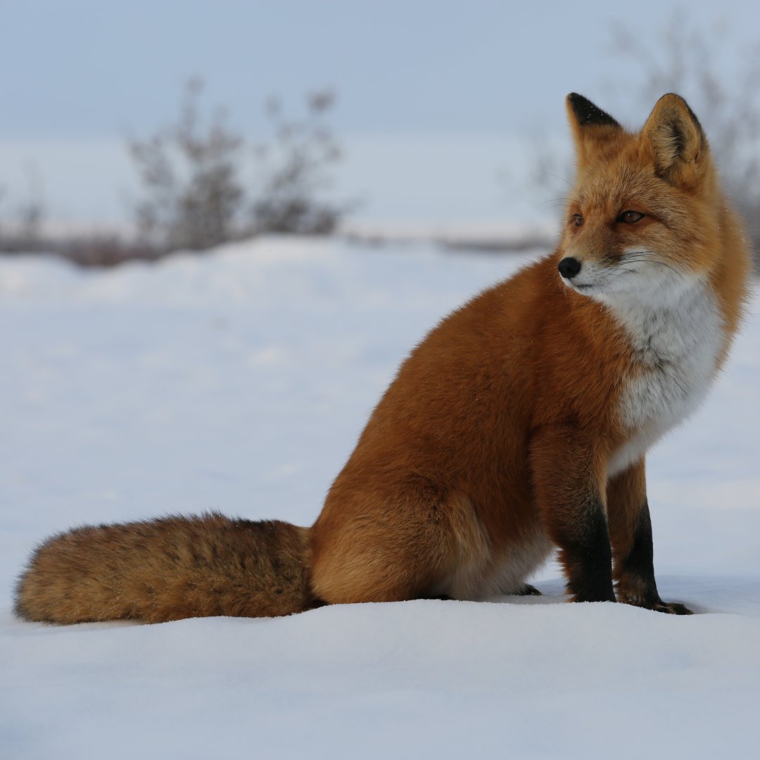 Life Below Zero tweet media