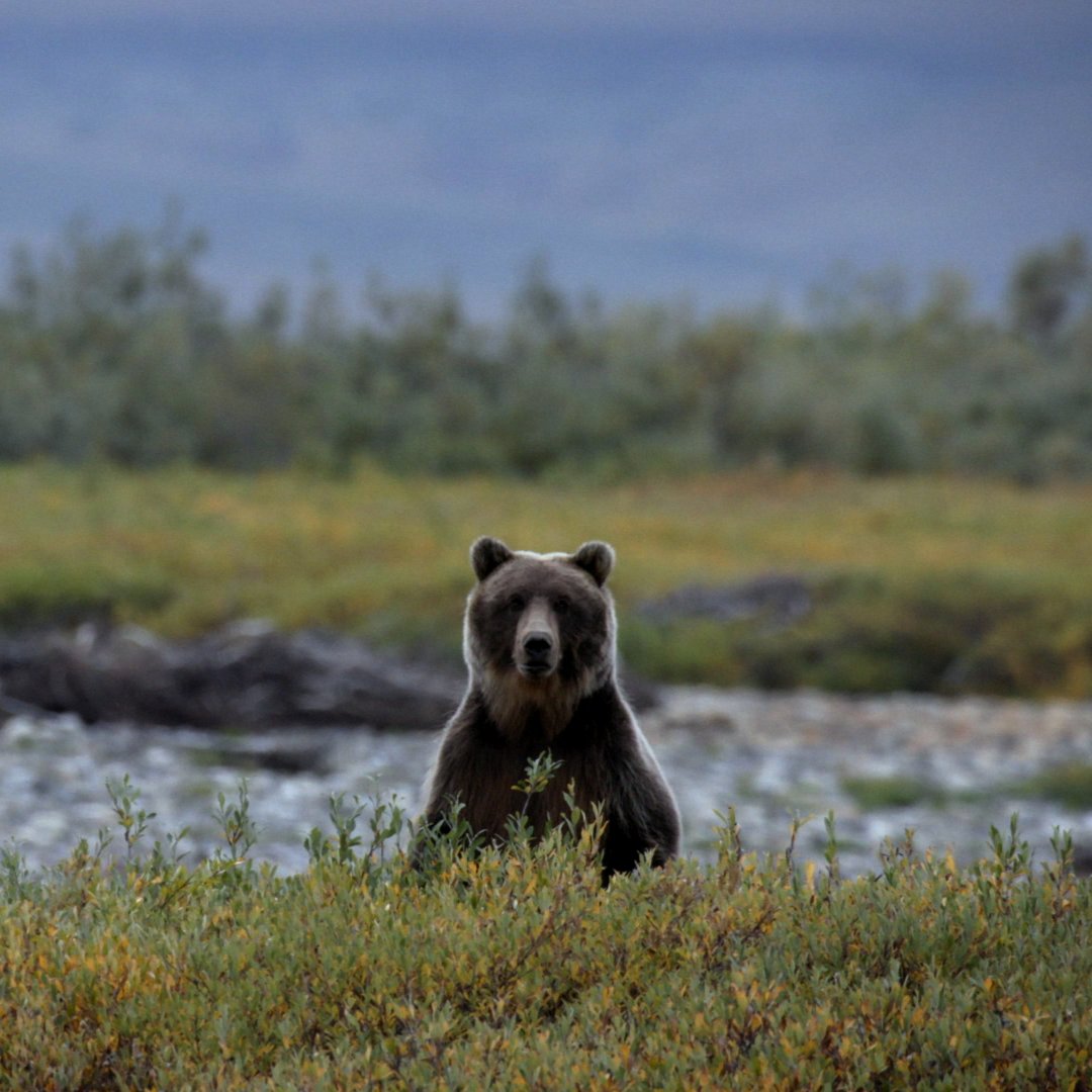 Life Below Zero tweet media