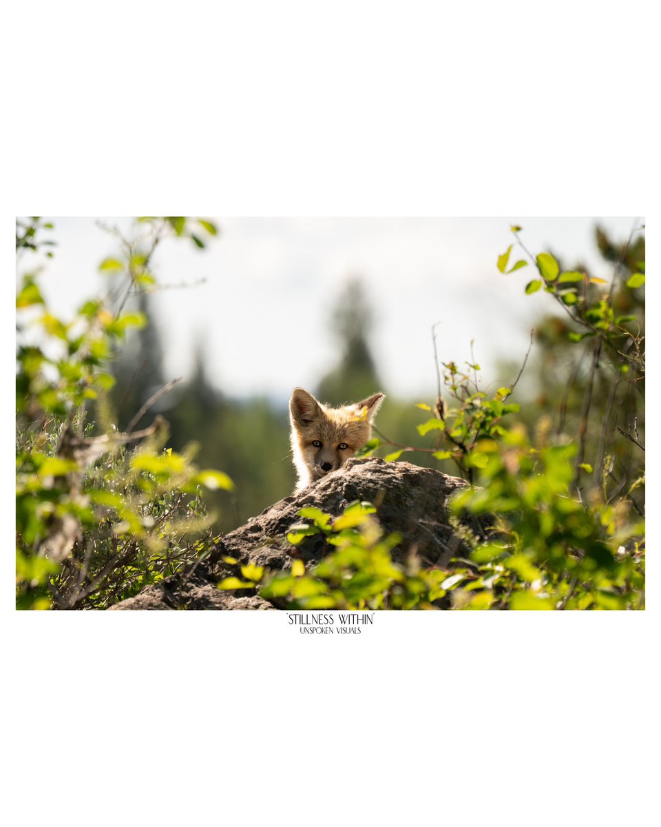 Stillness within
-
instagram.com/unspoken__visu…
-
#wildlifephotography #wildlife #smithsonian #marvelouz_animals #splendid_animals #usinterior #outdoorsman #lensbible #sonyalpha #wildlifeig #unspokenvisuals #wildlifephotography #wildlife #wildlifephotographer #cameragoals