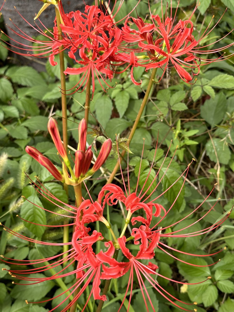 rika_miy's tweet image. 秋 😊

#autumn #秋  #clusteramaryllis #彼岸花  #red #赤色 #green #緑色  #flower #花 #nature #自然
