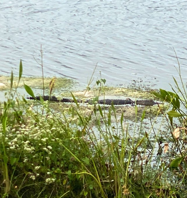 Today&rsquo;s alligator photo. Hi Huxley! https://t.co/Relcelorna<a href="/tag/jordancon"class="tags"><span>#jordancon</span></a><a href="/tag/jordancon2024"class="tags"><span>#jordancon2024</span></a>