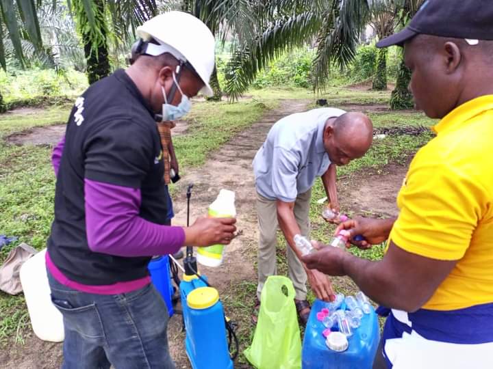 Solidaridad_wa's tweet image. To promote #sustainable land use practices in communities, @Solidaridad_wa has built the capacity of 45 smallholder #oilpalm farmers on the safe use of bio-friendly herbicides, under #NISCOPS funded by @NLNetherlands and @Henkel.