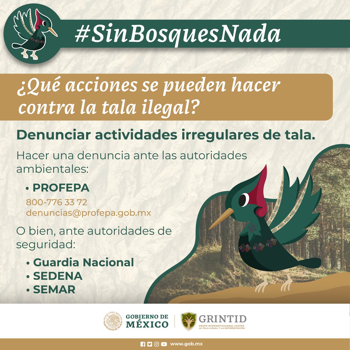 CONAFOR's tweet photo. ¿Sabes dónde denunciar actividades de #TalaIlegal? ⚠️🪵🚫
Ante dependencias ambientales y de seguridad 👇🏽
✅@PROFEPA_Mx
✅@GN_MEXICO_
✅@SEDENAmx
✅@SEMAR_mx
#GRINTID
#SinBosquesNada
#ProcuraciónAmbiental https://t.co/AI8uVN9xCu