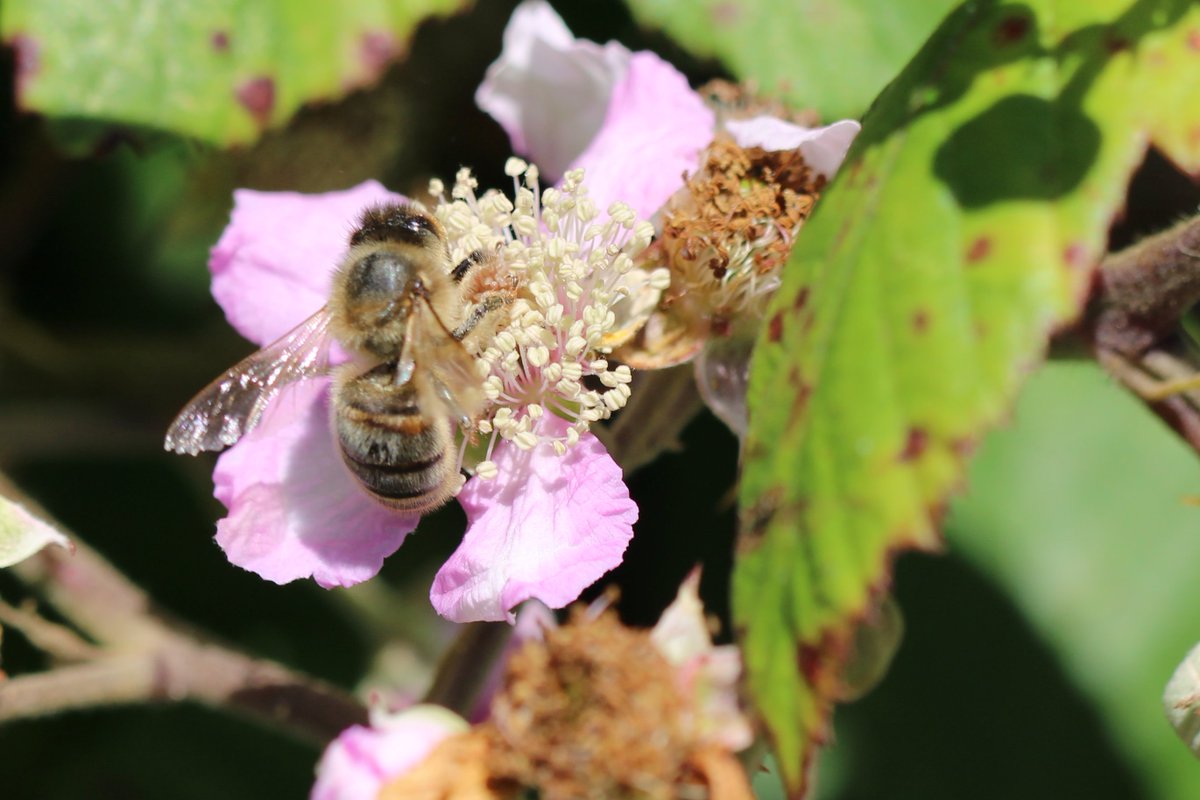 Current leaderboard for #Biolobee is filling up. Currently there is no need for a tiebreak in any of the age categories. I am sure that will change by the end of tomorrow.
Remember to put your scores on the form that was emailed out last week. <a href="/RoyalSocBio/">Royal Society of Biology</a> #BW2023 #SpellingBee