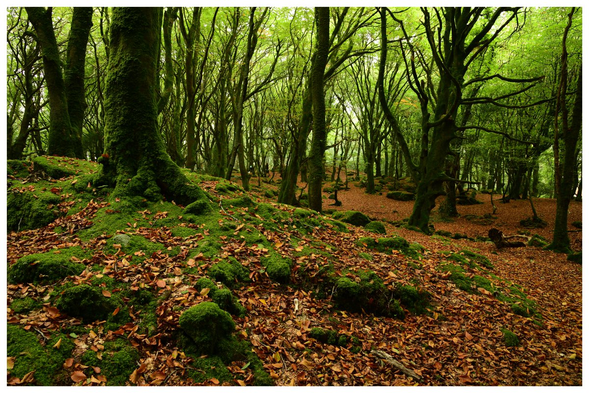 OllyGriffin's tweet image. Barna Woods, Galway in Autumn...gorgeous. 
#StormHour #RTEweather