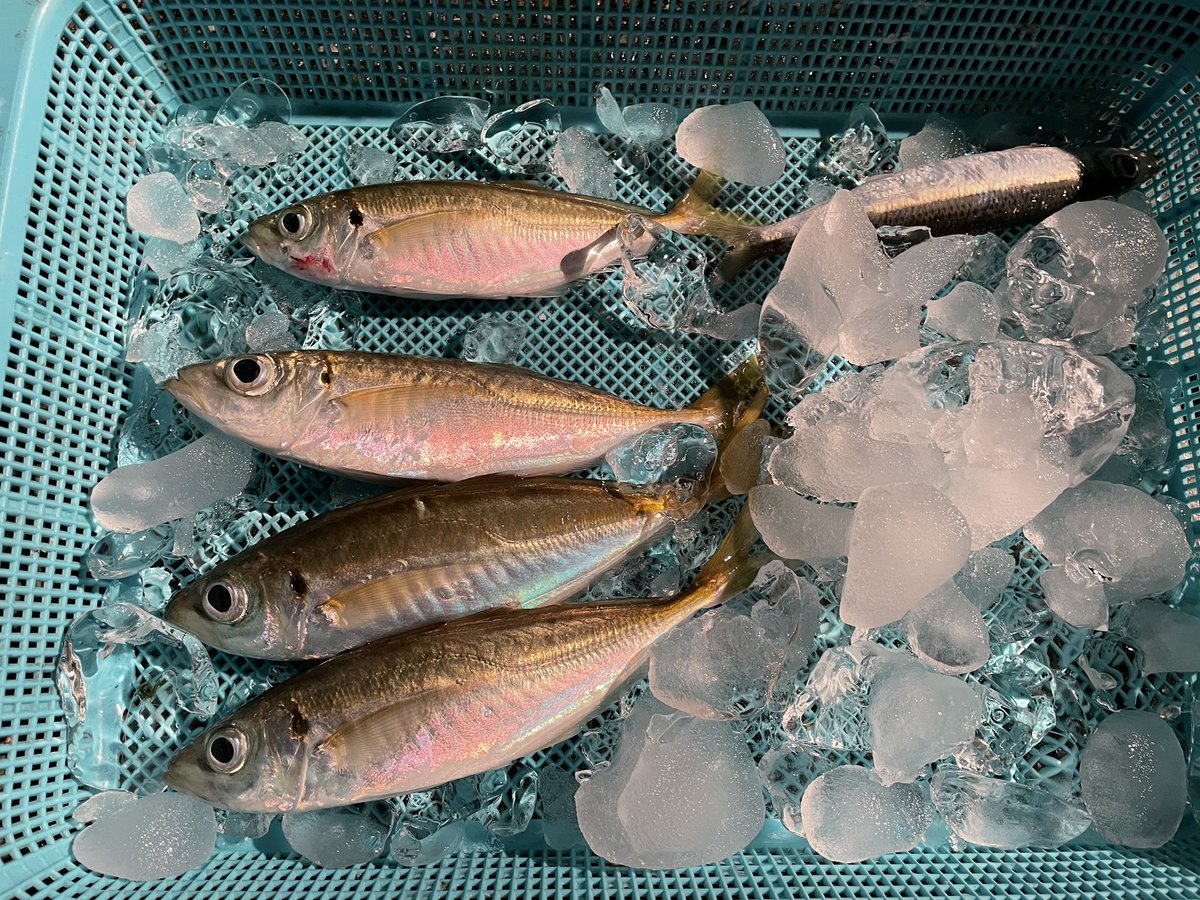 costa_fishing's tweet photo. この日はまずめの潮止まりが被ってしまい
食いはいまいちでした😭
ただ潮止まりでも一瞬入れ食いに！！

コスタではお店をご利用して頂いたお客様に釣り場の案内も行っています。

#アジ
#アジング
#サビキ釣り
#クロダイ
#チヌ
#磯釣り
#フカセ釣り
#釣り
#海釣り
#関東
#千葉
#勝浦
#外房
#釣果 https://t.co/54mogzj3Cs