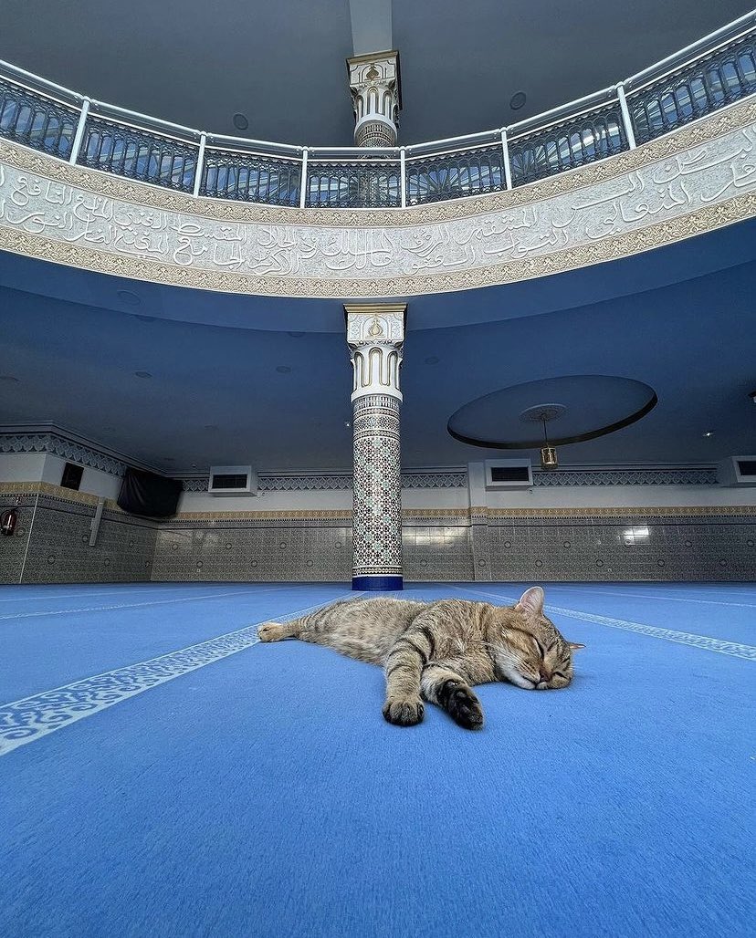 Un peu de douceur dans vos tl de brute