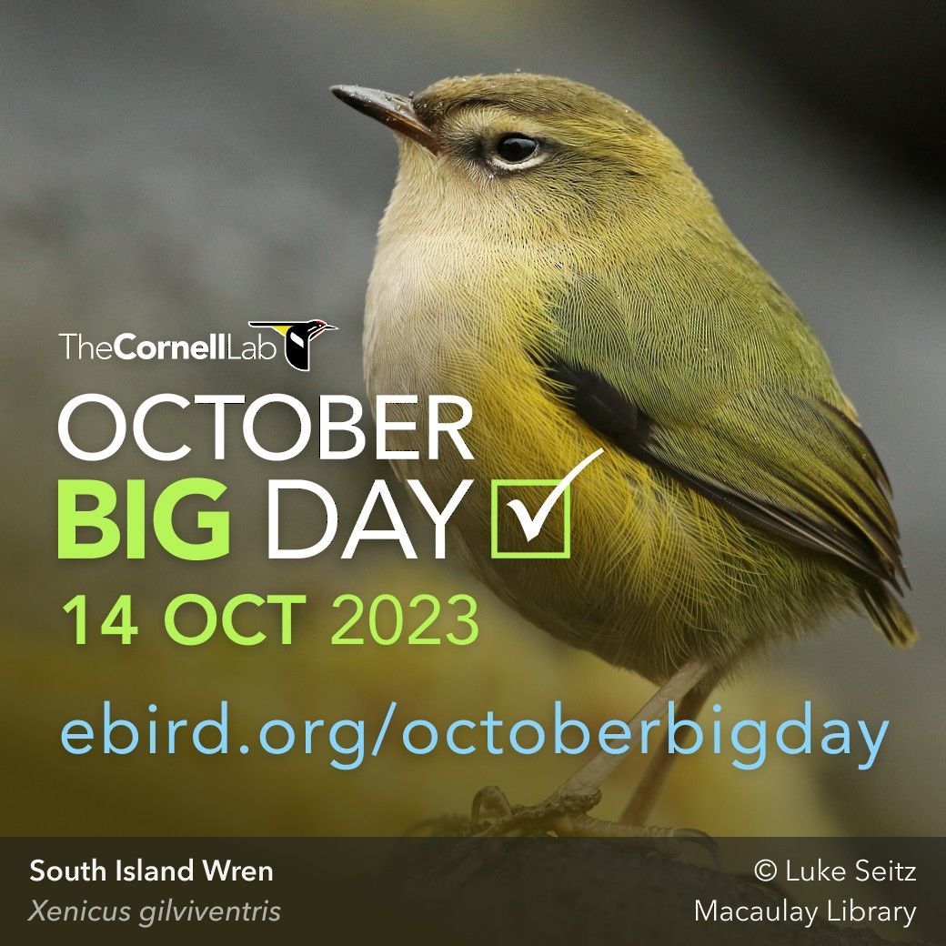 October’s biggest day in #birding is THIS SATURDAY! Create an eBird Trip Report for 14 Oct: ebird.org/mytripreports. As you submit checklists on October Big Day, the report will automatically update with the #birds you find. Share your results using the hashtag #OctoberBigDay