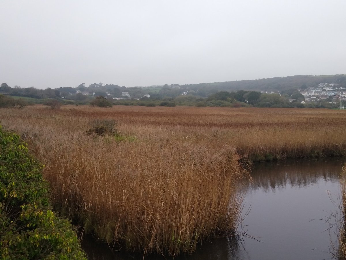 TimBirchWild's tweet photo. Well done Wildlife Trusts SW and W Wales @WTSWW for reinstating signs on fantastic Goodwick Moor wetlands after local vandals ripped them off. It's an amazing place and so important for both wildlife and people. It needs to be respected and not trashed. @WTWales @PaulDaviesPembs https://t.co/R57skaKMy2