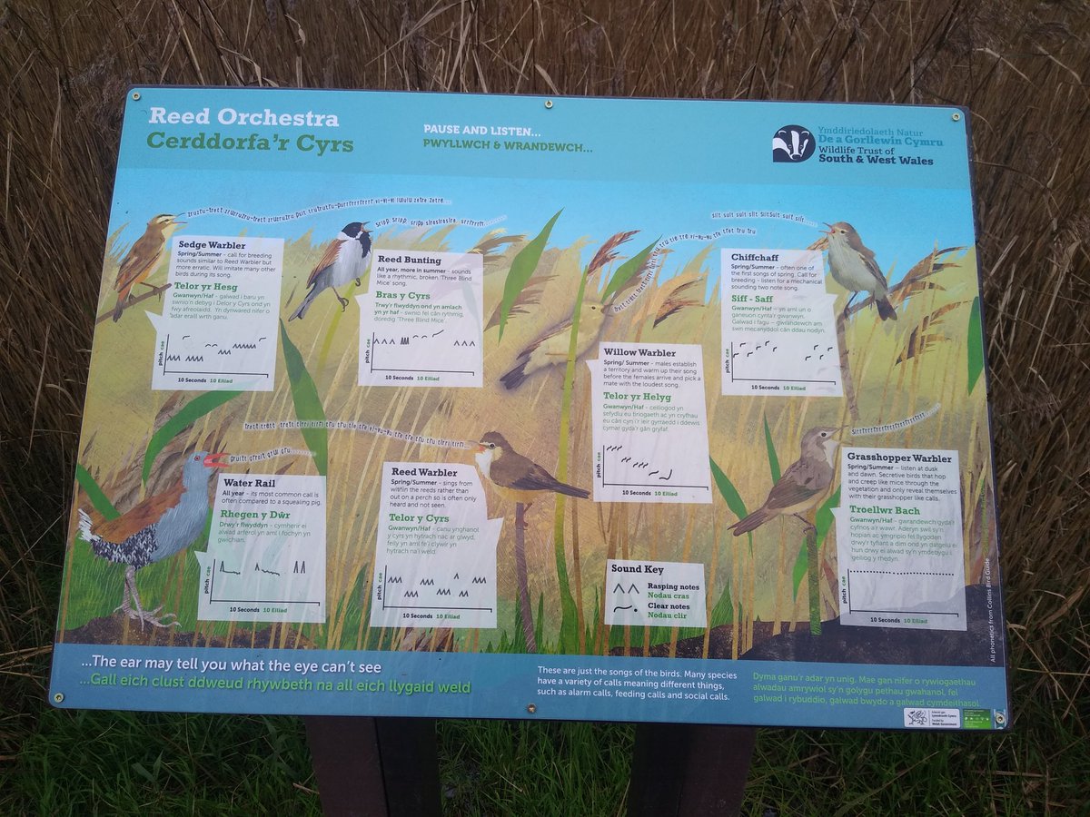 Tim Birch (@timbirchwild) on Twitter photo Well done Wildlife Trusts SW and W Wales <a href="/WTSWW/">WildlifeTrustSWWales 🦡🐬</a> for reinstating signs on fantastic Goodwick Moor wetlands after local vandals ripped them off. It's an amazing place and so important for both wildlife and people. It needs to be respected and not trashed. <a href="/WTWales/">Wildlife Trusts Wales</a> <a href="/PaulDaviesPembs/">Paul Davies MS/AS 🏴</a> Well done Wildlife Trusts SW and W Wales <a href="/WTSWW/">WildlifeTrustSWWales 🦡🐬</a> for reinstating signs on fantastic Goodwick Moor wetlands after local vandals ripped them off. It's an amazing place and so important for both wildlife and people. It needs to be respected and not trashed. <a href="/WTWales/">Wildlife Trusts Wales</a> <a href="/PaulDaviesPembs/">Paul Davies MS/AS 🏴</a>