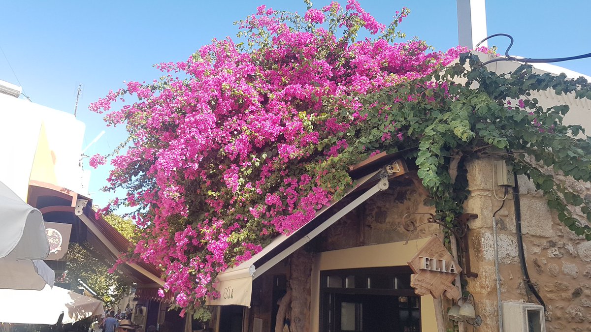 vhoff's tweet photo. #KOS #Griechenland #Greece #PictureOfTheDay #pictures #pics #relaxingdays https://t.co/xOZf0swYCJ