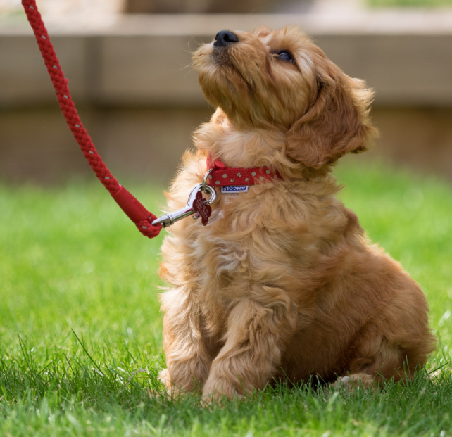 Crosspaws Academy will host AKC S.T.A.R. Puppy Course each Saturday, Nov. 4 - Dec. 9, for pups ages 8 - 16 weeks. Join us for a Q&amp;A (via Zoom) this Saturday, Oct. 14, at 5:00 p.m. Sign up at tinyurl.com/crosspawsgroup

#dogtraining #dogsofnashville #puppytraining #gooddog #familyfun