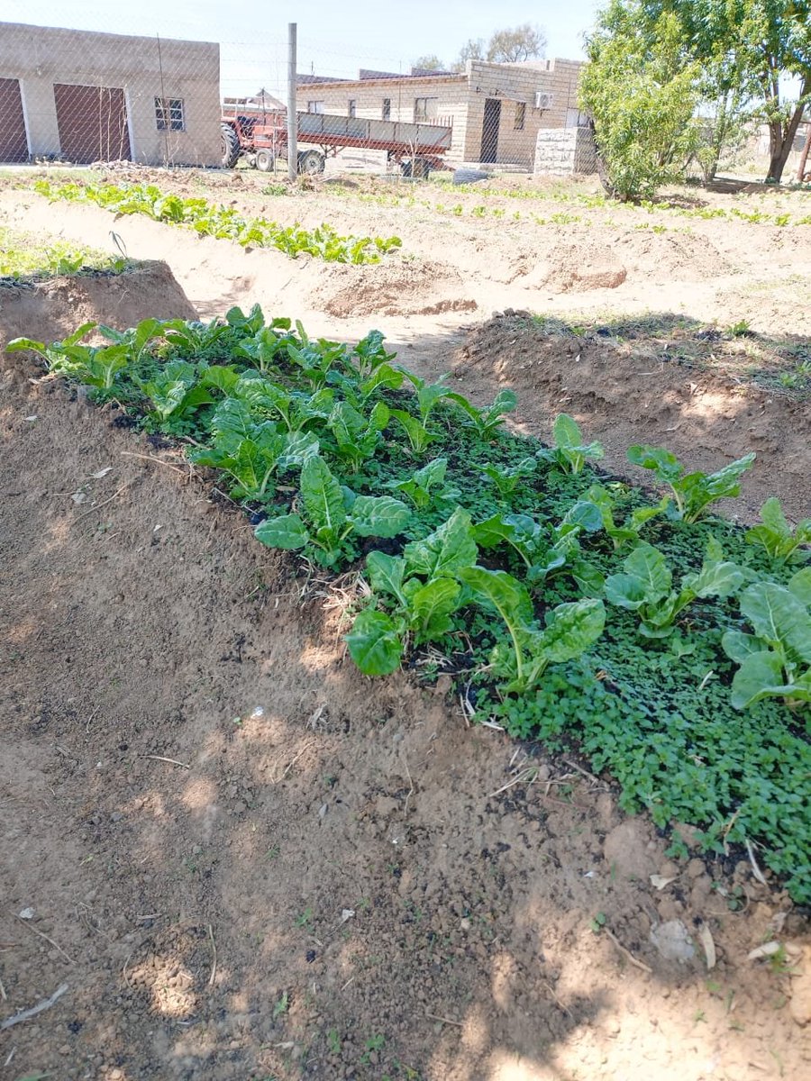 KuwaneF's tweet photo. Our aim is to get as many home gardens to look like this 👊👏 https://t.co/bWP4d9uZbr