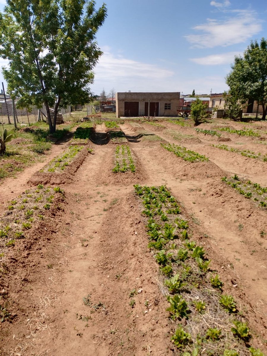 KuwaneF's tweet photo. Our aim is to get as many home gardens to look like this 👊👏 https://t.co/bWP4d9uZbr