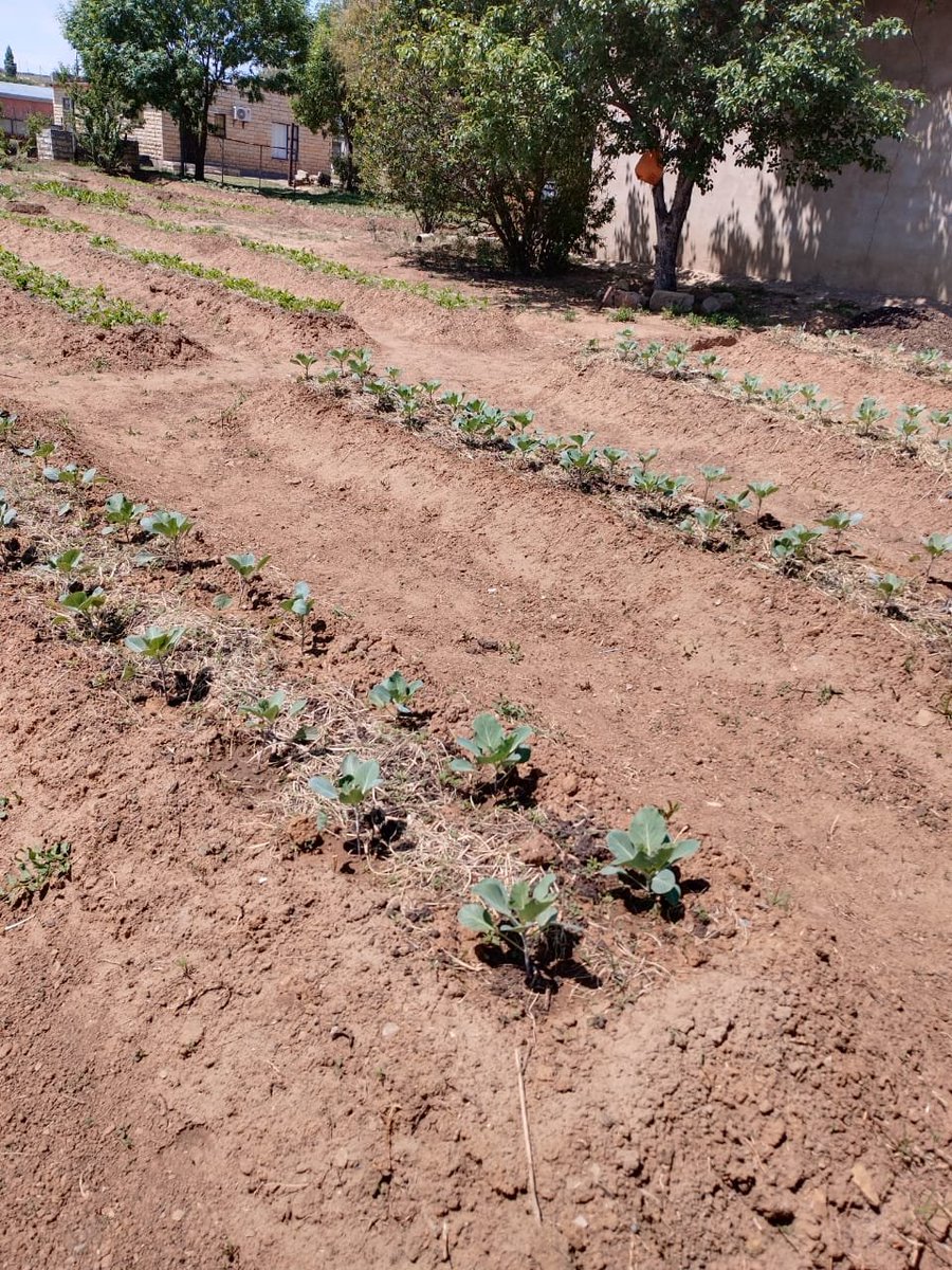 KuwaneF's tweet photo. Our aim is to get as many home gardens to look like this 👊👏 https://t.co/bWP4d9uZbr