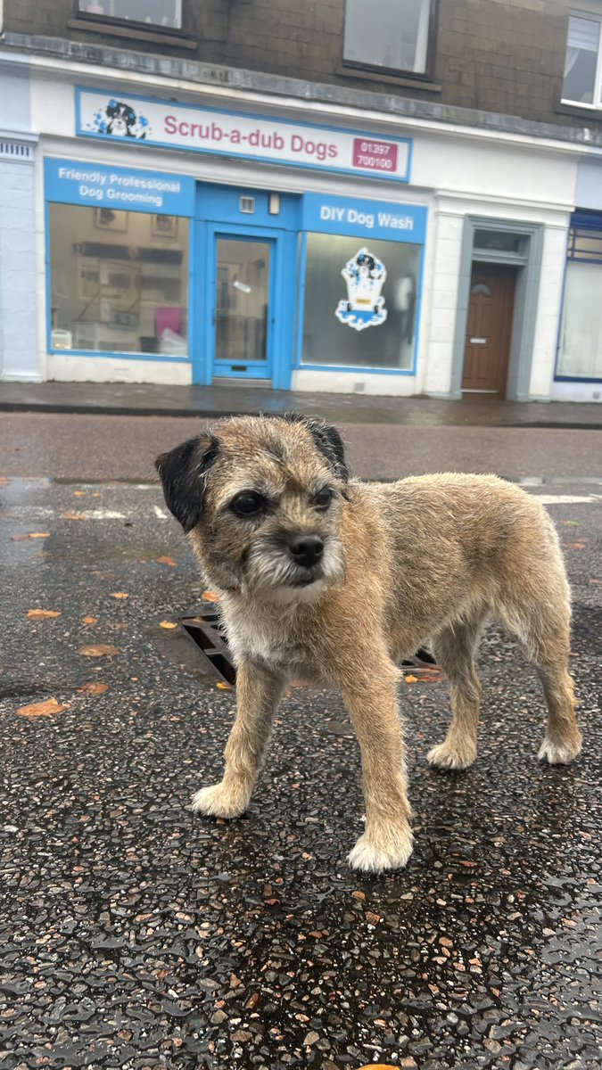 Maggie_the_BT's tweet photo. Seems I’m too old (10) to tolerate back-end stripping now, so my rear was ‘clipped’ instead.  

Mairi my fur-dresser says “I tried not to make it look like a cut-and-shunt job”.  Cheeky. https://t.co/yMiqCoaFGI
