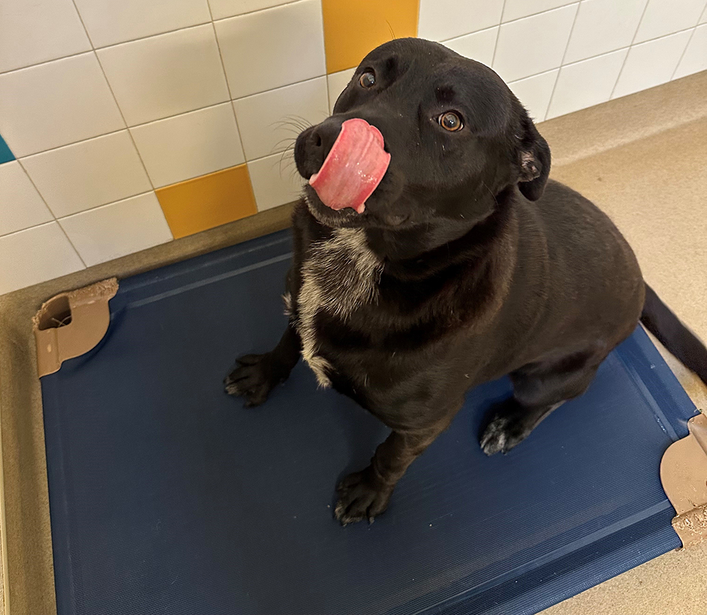 PetSuitesOC's tweet photo. Moose says it's Tongue Out Tuesday!
#ps #petsuites #tongueouttuesday #dogtongue #tots #doggiedaycamp #doggiedaycare #dogdaycare #bigdogcamp #camp #oc #tinytots #orangecounty #ocdogs #orangecountydogs #alisoviejodogs #alisoviejo #tongueouttuesday #dogtongue #dogsmile #moose https://t.co/s7JptpmMRY