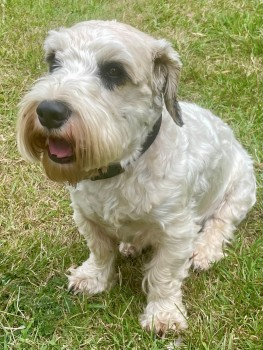 millypod1's tweet photo. BETSY &amp; MINNIE BOTH HOME SAFE. 
THANKS FOR RT's 😊🐕🐾

🆘7 OCT 2023 #Lost BETSY &amp; MINNIE #ScanMe
2 Sealyham Terriers BOTH Female
Cheriton Wood, between #Bramdean #BishopsSutton #Hampshire #SO24 
https://t.co/qrlmq92W2E
https://t.co/WNMiHWvu8p https://t.co/Bm2m3c8fFc